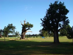 Hatfield Park Wallpaper