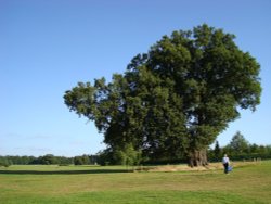 Hatfield Park Wallpaper