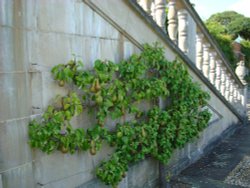 East Garden Wallpaper