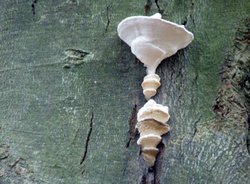 Fungi Wallpaper