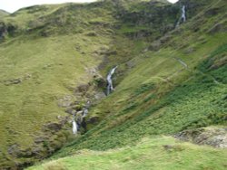 Moss Force Wallpaper