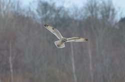 Short Eared Owl Wallpaper