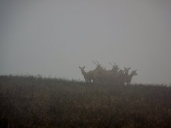 Deer Group Wallpaper