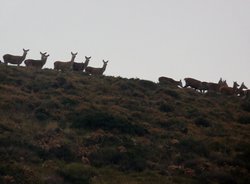 Looking at us Wallpaper