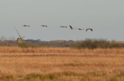 Cranes over Brayden Marshes Wallpaper