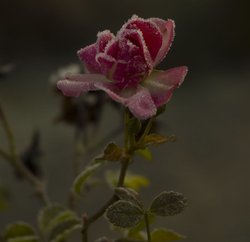 Delicate beauty Wallpaper