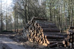 Log pile in Stonor woods Wallpaper