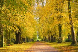 Castle Howard Autumn path.