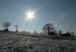 Greenwich Park Wallpaper