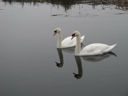 Irthlingborough Swans Wallpaper
