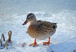 Iced Duck at Leeds Castle