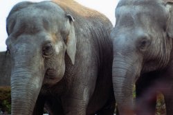 The Heavy Mob Wallpaper