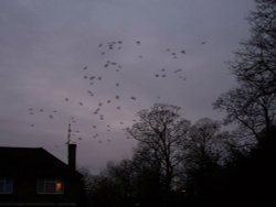 Bookham Birds