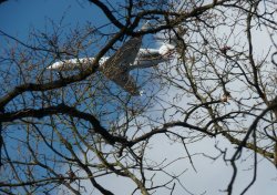 Tree Hopping Wallpaper