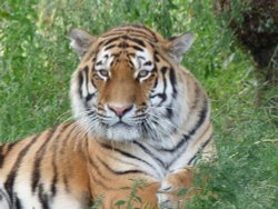 Amur Tiger