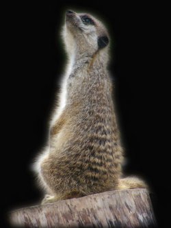 Meerkat On Patrol.