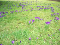 Spring is coming to Bookham Wallpaper