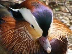 Mandarin Duck (male) Wallpaper