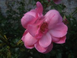 Pink Summer colour Wallpaper