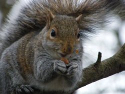 She only pays peanuts Wallpaper