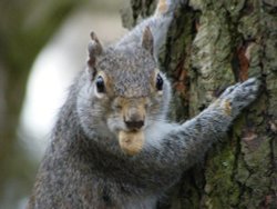 Got to have nuts ! Wallpaper