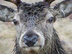 Red Deer