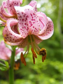 Turks Cap Lily