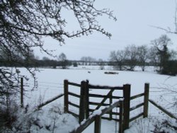 Sheep in the Snow Wallpaper
