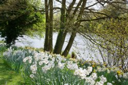 Beside the Lake, beneath the trees Wallpaper