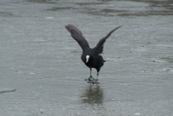 Dancing on ice Wallpaper