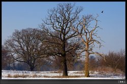 Delapre Park Golf Club Wallpaper