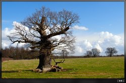 Salcey Forest Wallpaper