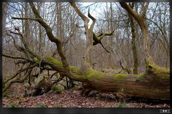 Salcey Forest Wallpaper