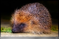 Hedgehog pictured in the town centre Wallpaper