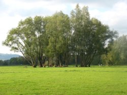 Castle Meadow Trees