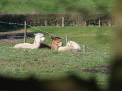 Taking it easy Harmer Hill style! Wallpaper