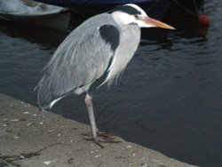 I think it is a Grey Heron in the evening Wallpaper