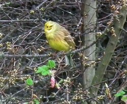 Cowpen Bewley Country Park, Middlesbrough, Cleveland