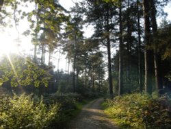 Woodland Walk Wallpaper