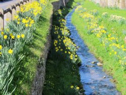 Helmsley Daffodils Wallpaper