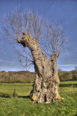 Weird tree at Hailes Abbey