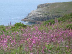 Coastal wildflowers near Tintagel Wallpaper