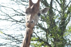 Paignton Zoo April 2012 - 'and who are you'?