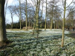 Hodsock Priory Snowdrops