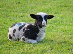 East Farleigh Lamb
