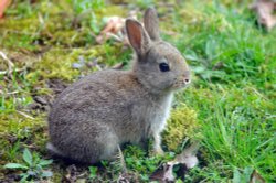 Baby Bunny in my garden - East Farleigh