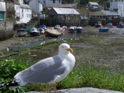 The Polperro Pasty and Chip Pincher