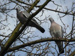 You keep a look out, I'll watch your back. Wallpaper