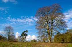 Clumber Park, Nottinghamshire Wallpaper