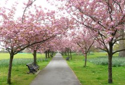 Cherry Blossom in Greenwich Park Wallpaper